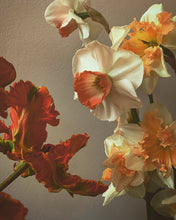 Load image into Gallery viewer, A selection of heirloom narcissi in pinks and oranges are facing an open Tulip 'Rococo', which is a vibrant red and green.
