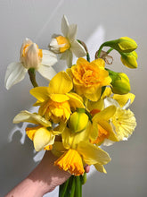 Load image into Gallery viewer, A selection of yellow and white daffodils in an assortment of single-trumpet to multi-petalled centres and frills.